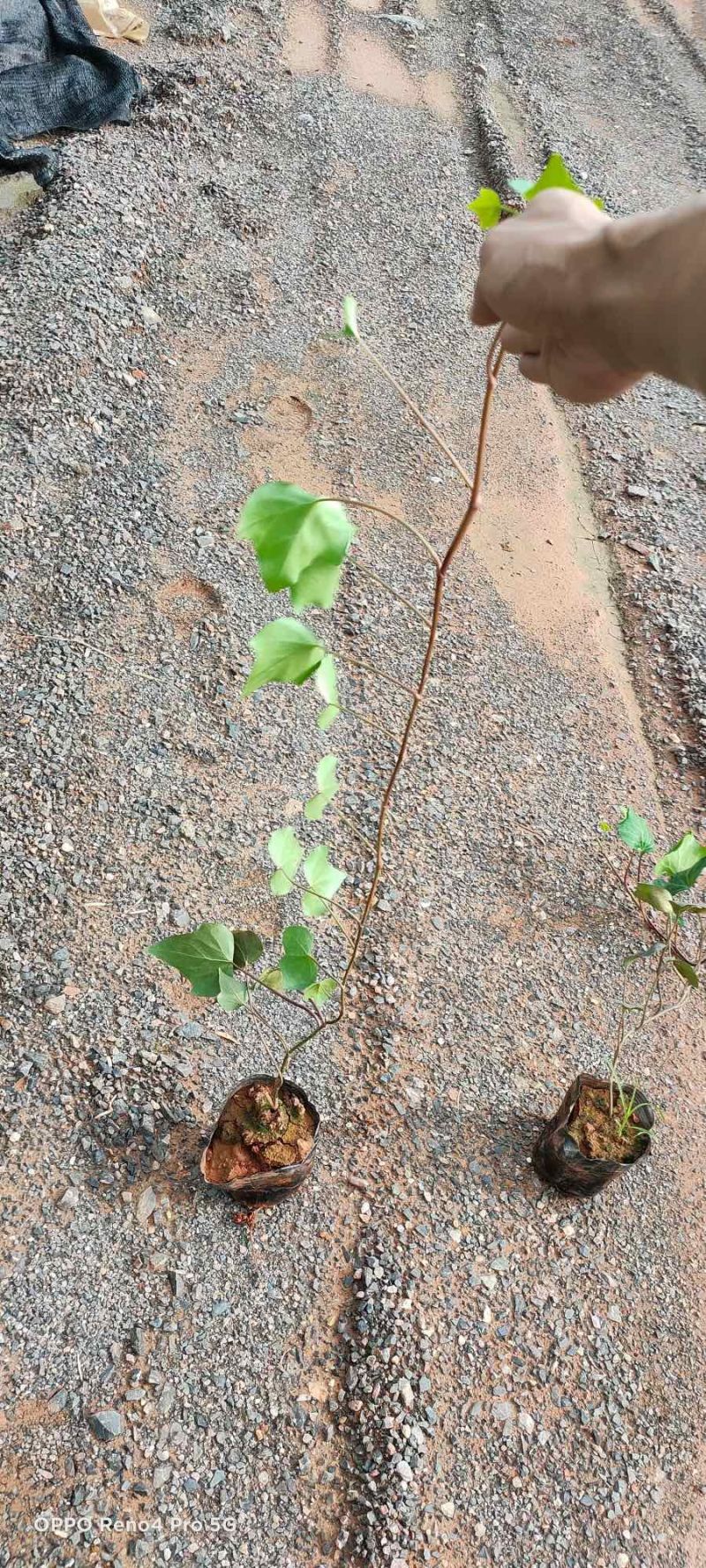 常春藤工程用苗云南苗圃自产自销庭院种植绿化铺坡
