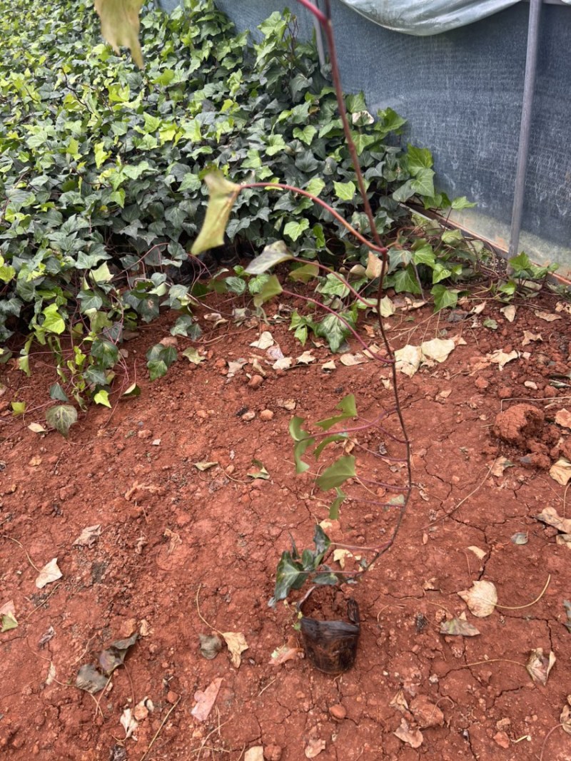 常春藤工程用苗云南苗圃自产自销庭院种植绿化铺坡