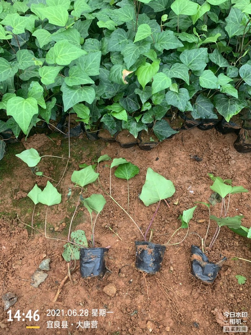 常春藤工程用苗云南苗圃自产自销庭院种植绿化铺坡