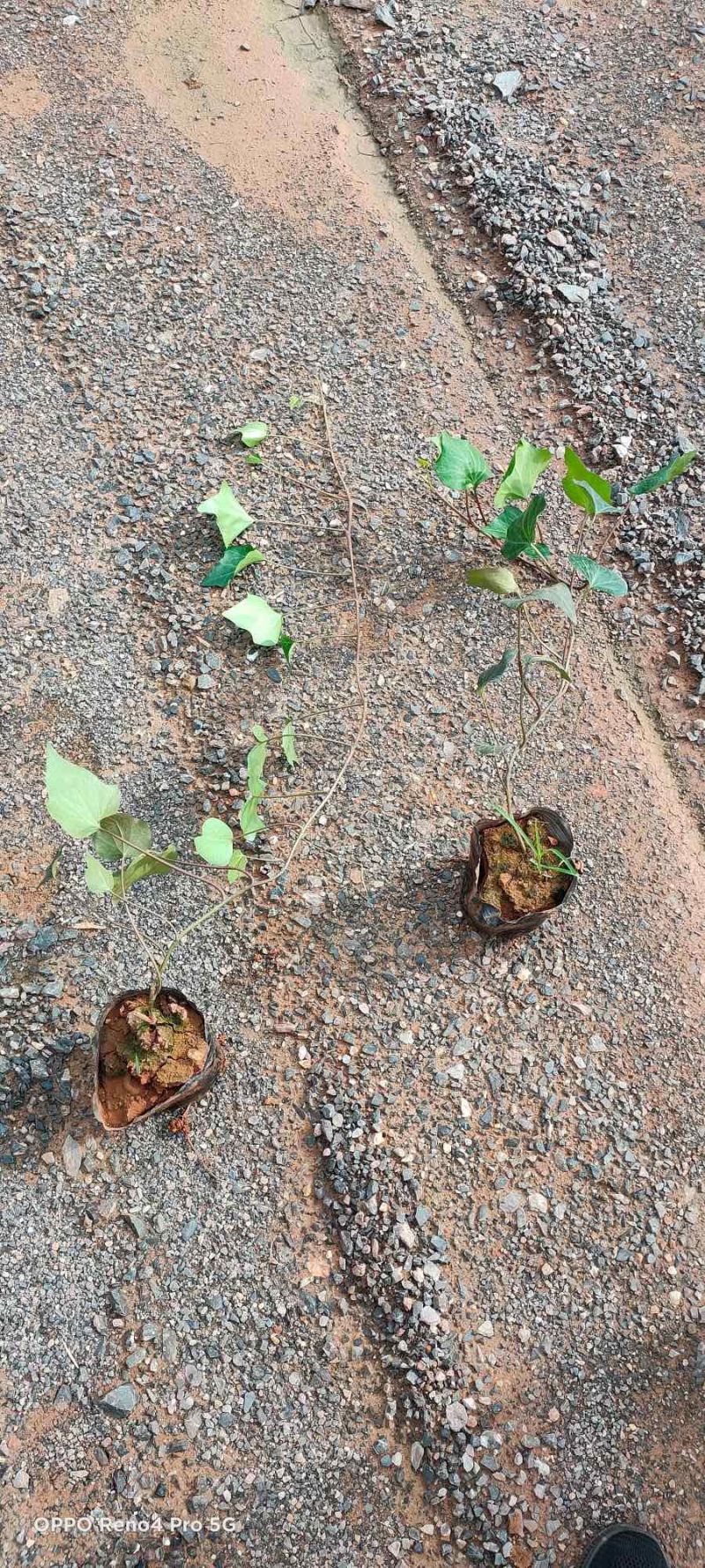 常春藤工程用苗云南苗圃自产自销庭院种植绿化铺坡