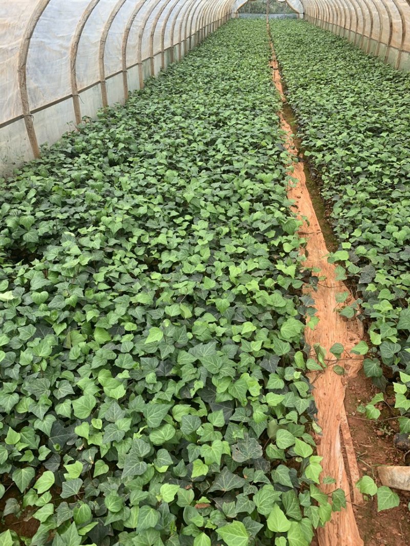常春藤工程用苗云南苗圃自产自销庭院种植绿化铺坡