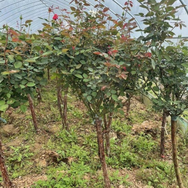 树桩月季，产地直销，量大从优，价格随行就市。