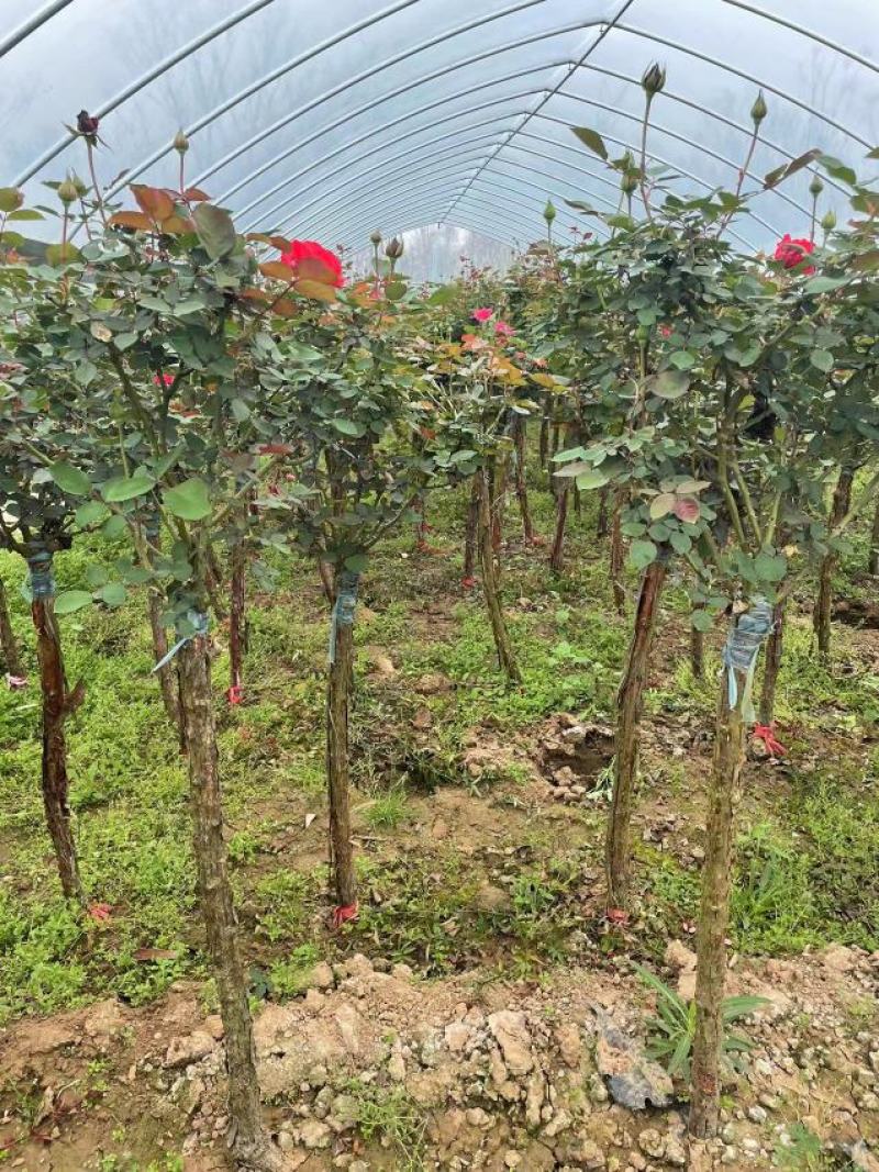树桩月季，产地直销，量大从优，价格随行就市。