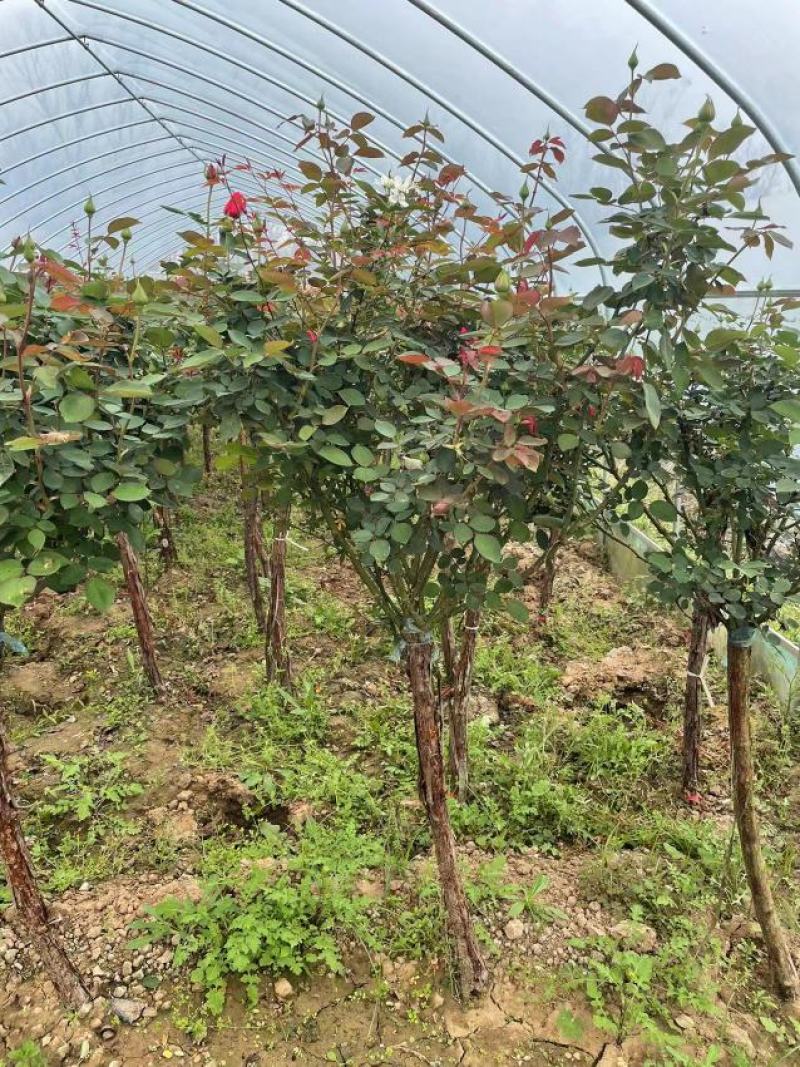 树桩月季，产地直销，量大从优，价格随行就市。