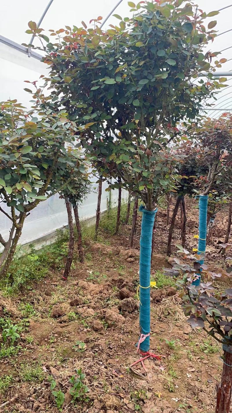 树桩月季，产地直销，量大从优，价格随行就市。