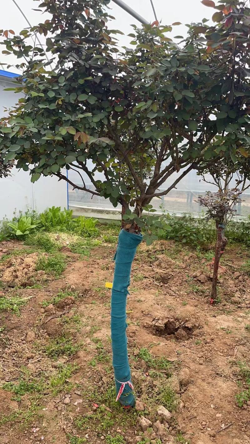 树桩月季，产地直销，量大从优，价格随行就市。