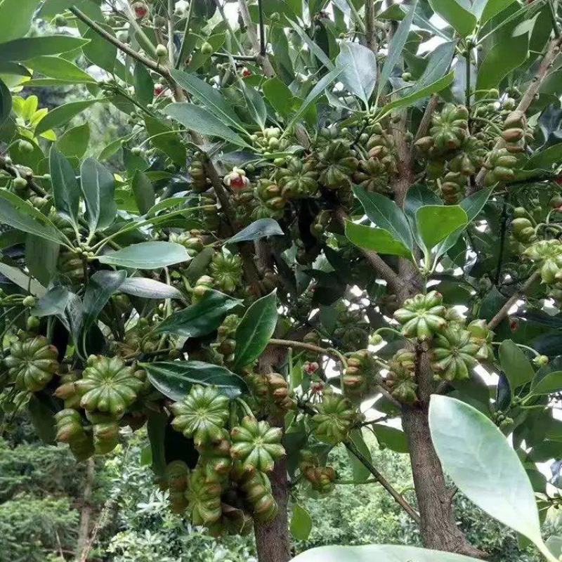 八角树苗东荣品种