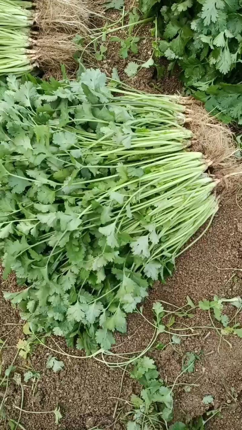 精品香菜25/30公分长度量大从优