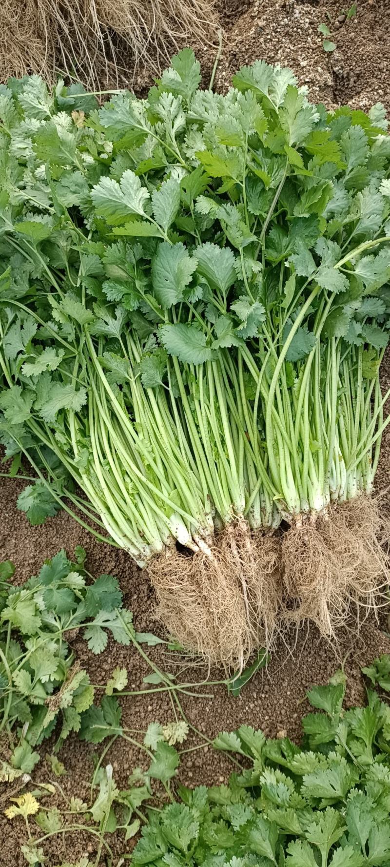 精品香菜25/30公分长度量大从优
