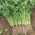 精品香菜25/30公分长度量大从优