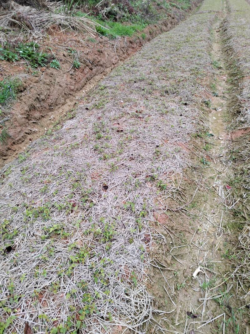 大量供应青枫芽苗50万株，高度10公分，嫁接红枫砖木