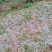 大量供应青枫芽苗50万株，高度10公分，嫁接红枫砖木