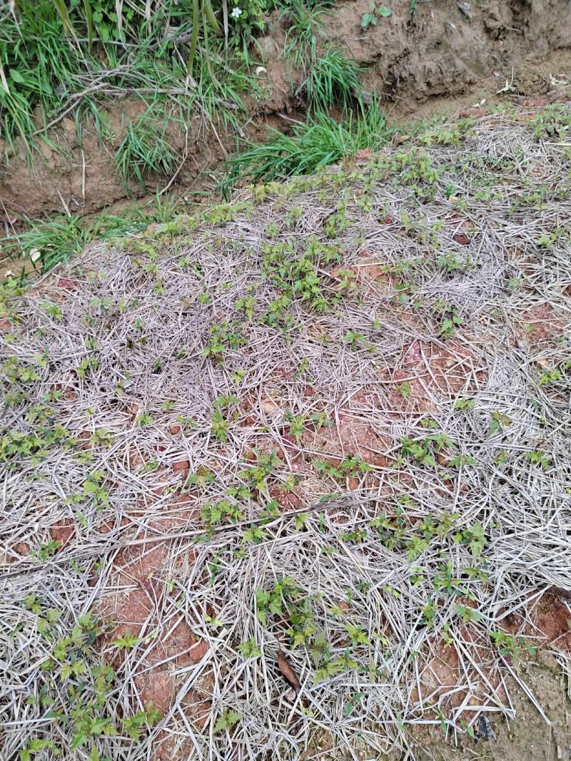大量供应青枫芽苗50万株，高度10公分，嫁接红枫砖木