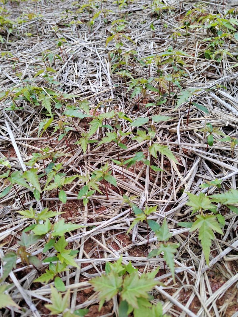 大量供应青枫芽苗50万株，高度10公分，嫁接红枫砖木
