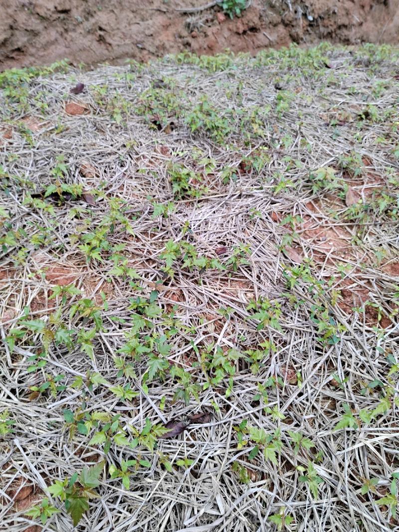 大量供应青枫芽苗50万株，高度10公分，嫁接红枫砖木