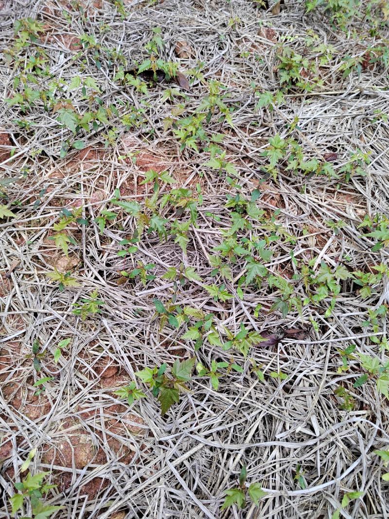 大量供应青枫芽苗50万株，高度10公分，嫁接红枫砖木