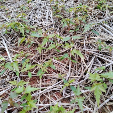 大量供应青枫芽苗50万株，高度10公分，嫁接红枫砖木