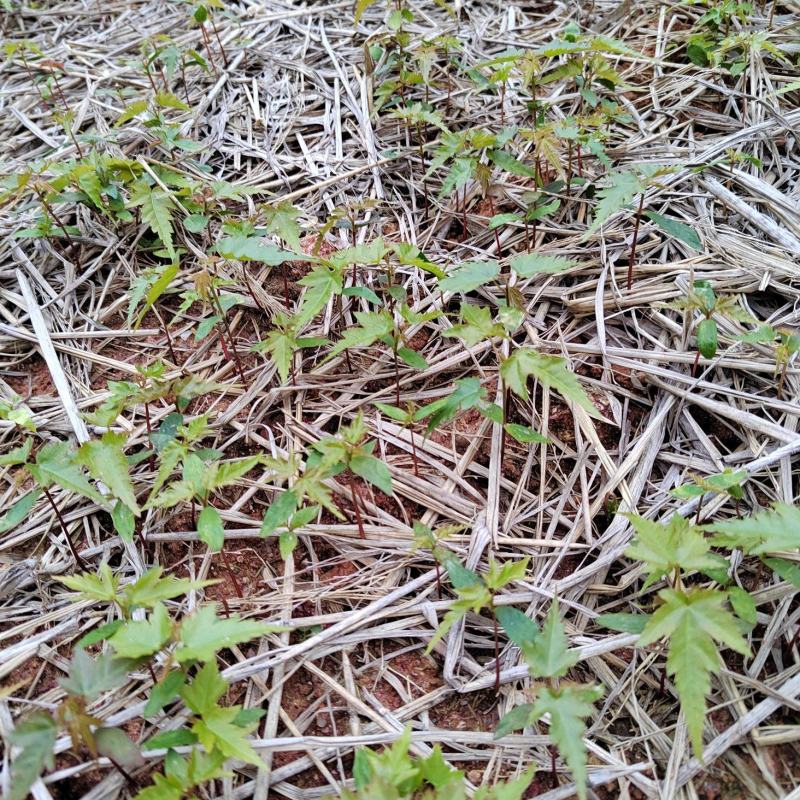 大量供应青枫芽苗50万株，高度10公分，嫁接红枫砖木
