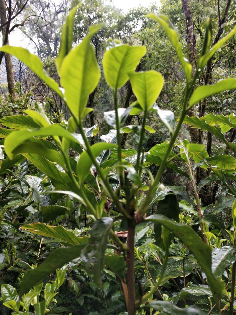 欢迎采购云南德宏盈江野生滇红茶种苗