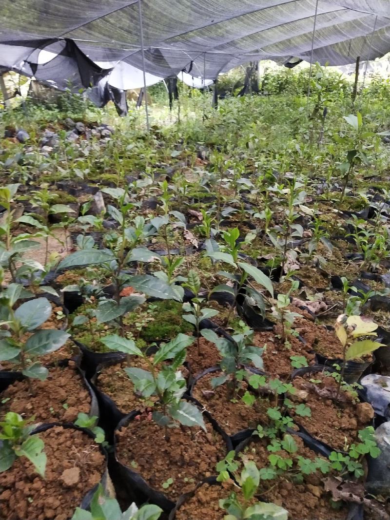 欢迎采购云南德宏盈江野生滇红茶种苗