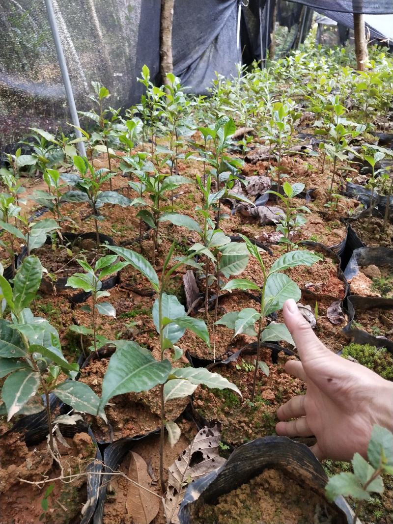 欢迎采购云南德宏盈江野生滇红茶种苗