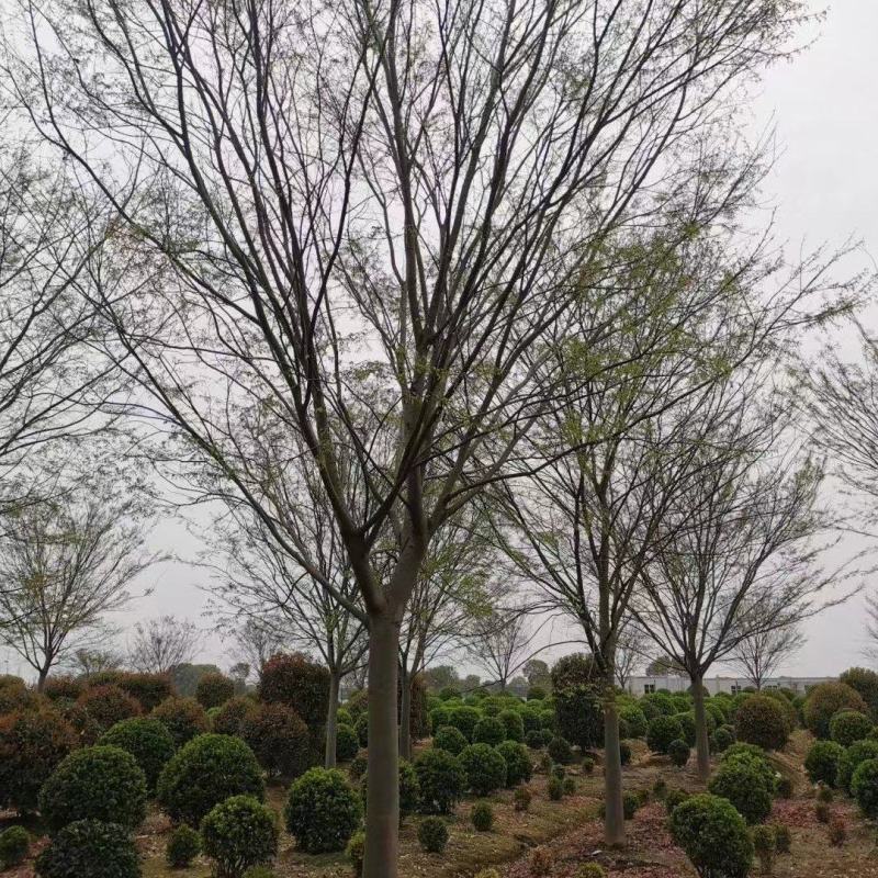 榉树，产地直销，量大从优，价格随行就市。一手货源