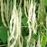 白龙马架豆种子高产豆角种籽白花抗病强四季豆芸豆蔬菜大田用
