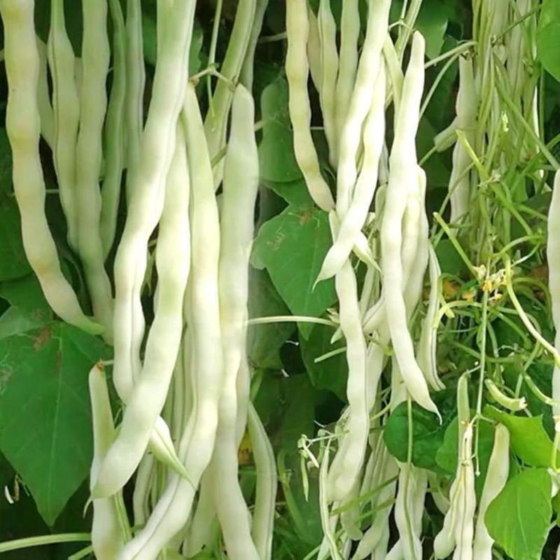 白龙马架豆种子高产豆角种籽白花抗病强四季豆芸豆蔬菜大田用
