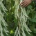 白龙马架豆种子高产豆角种籽白花抗病强四季豆芸豆蔬菜大田用