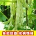 白龙马架豆种子高产豆角种籽白花抗病强四季豆芸豆蔬菜大田用