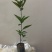 正宗巴西车厘子大果小果樱桃树苗南方北方种植