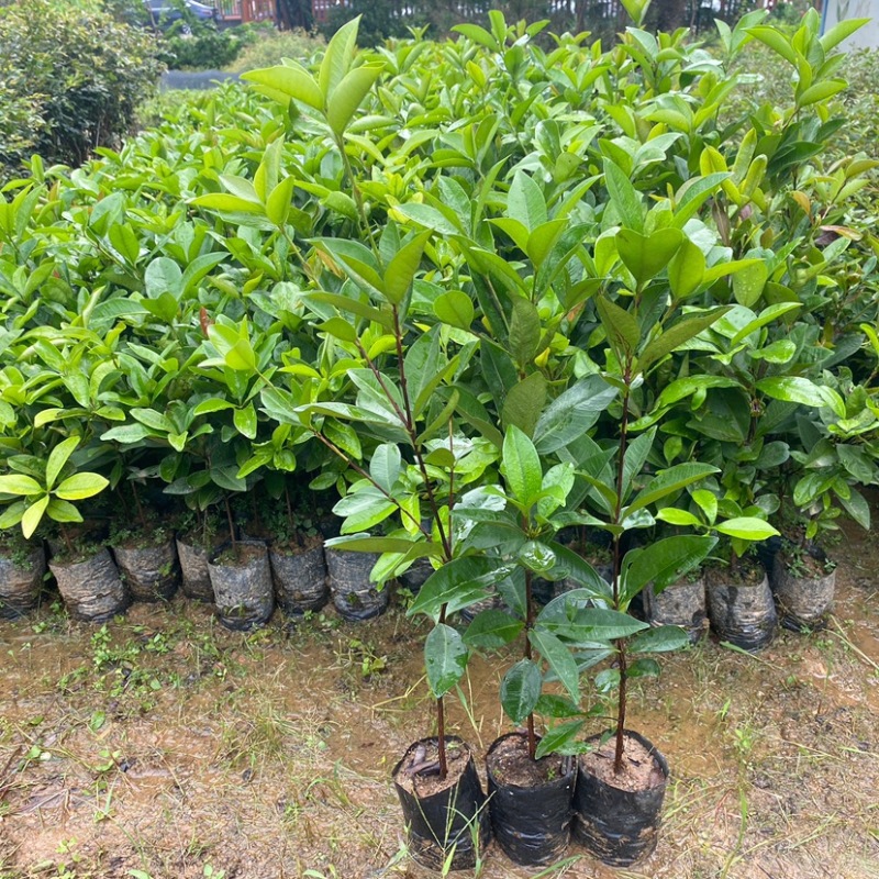 正宗巴西车厘子大果小果樱桃树苗南方北方种植
