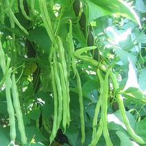 翠芸嫩玉小金豆种子高产菜种青扁豆种籽四季豆蔬菜孑