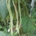 翠芸嫩玉小金豆种子高产菜种青扁豆种籽四季豆蔬菜孑
