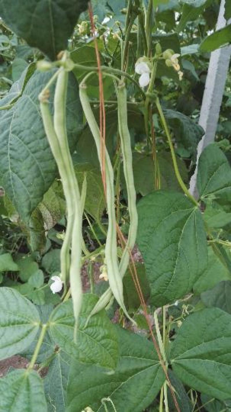 翠芸嫩玉小金豆种子高产菜种青扁豆种籽四季豆蔬菜孑