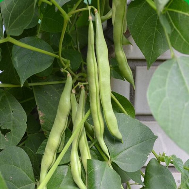 翠芸嫩玉小金豆种子高产菜种青扁豆种籽四季豆蔬菜孑