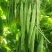 翠芸嫩玉小金豆种子高产菜种青扁豆种籽四季豆蔬菜孑
