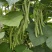 翠芸嫩玉小金豆种子高产菜种青扁豆种籽四季豆蔬菜孑