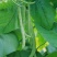 翠芸嫩玉小金豆种子高产菜种青扁豆种籽四季豆蔬菜孑