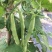 翠芸嫩玉小金豆种子高产菜种青扁豆种籽四季豆蔬菜孑
