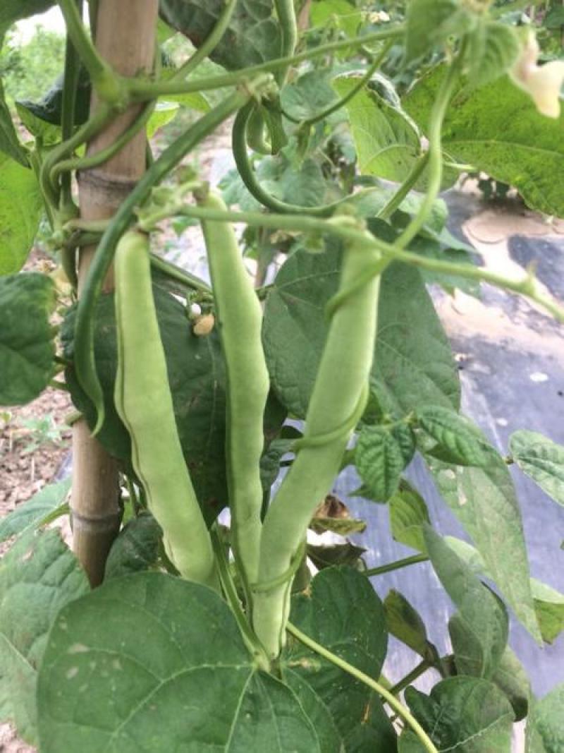 翠芸嫩玉小金豆种子高产菜种青扁豆种籽四季豆蔬菜孑