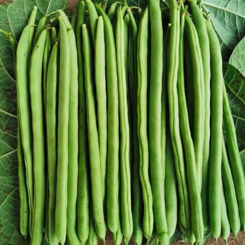 翠芸嫩玉小金豆种子高产菜种青扁豆种籽四季豆蔬菜孑