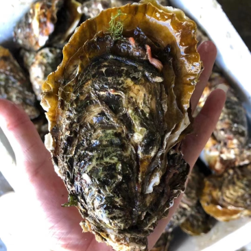 南澳岛黄金三倍体生蚝半壳生蚝鲜活全壳生蚝高压锅生蚝