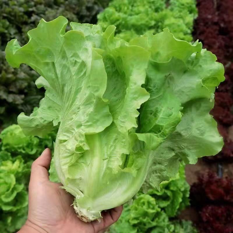 意大利全年生菜王种子种籽耐抽薹苔高产四季蔬菜阳台播春季种