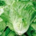 意大利全年生菜王种子种籽耐抽薹苔高产四季蔬菜阳台播春季种