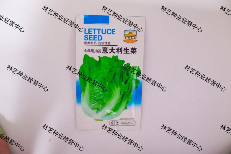 意大利全年生菜王种子种籽耐抽薹苔高产四季蔬菜阳台播春季种