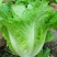 意大利全年生菜王种子种籽耐抽薹苔高产四季蔬菜阳台播春季种