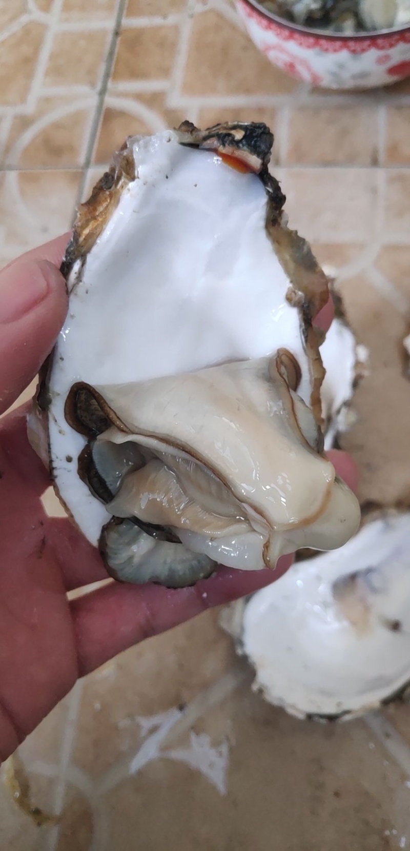 南澳岛黄金三倍体生蚝半壳生蚝鲜活全壳生蚝高压锅生蚝