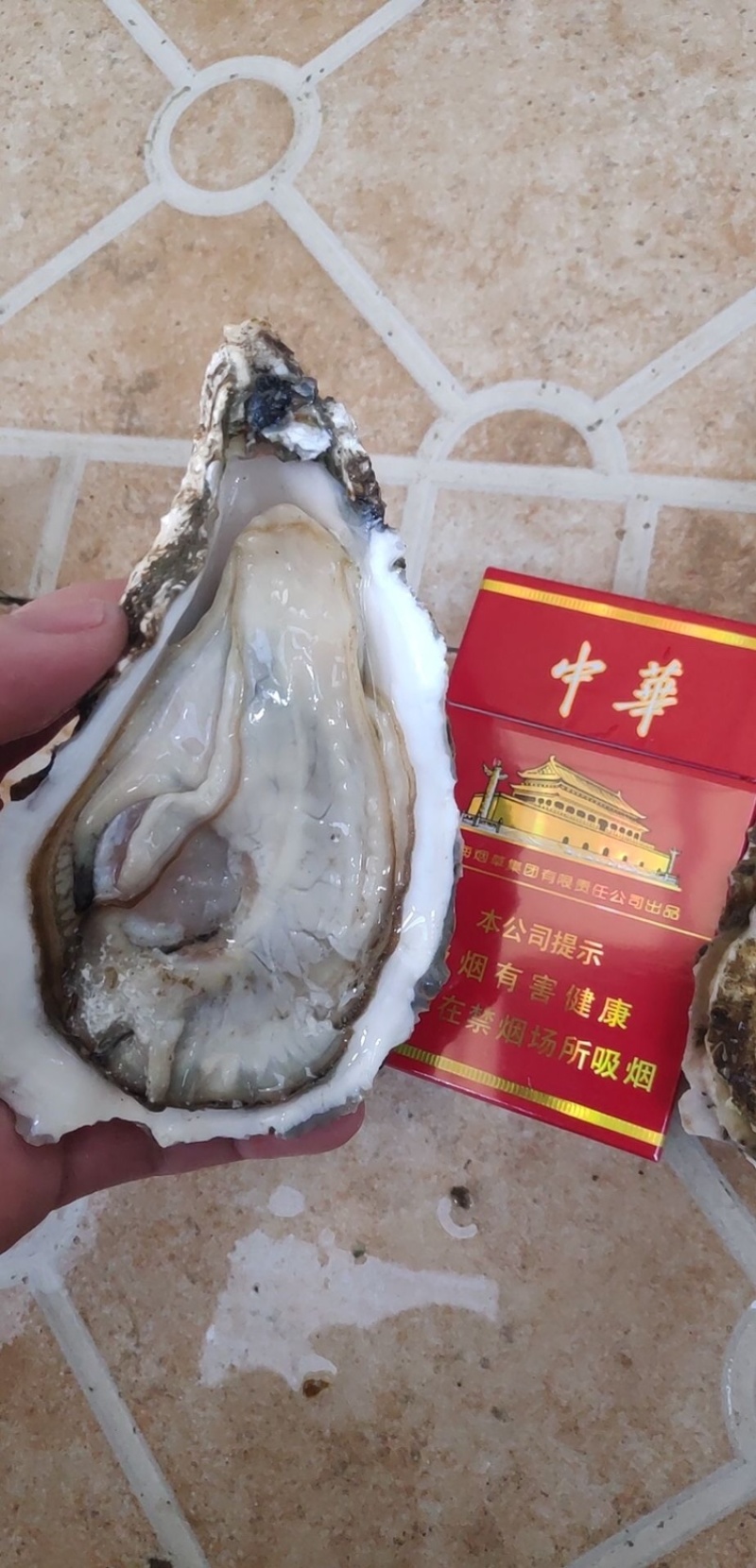 南澳岛黄金三倍体生蚝半壳生蚝鲜活全壳生蚝高压锅生蚝
