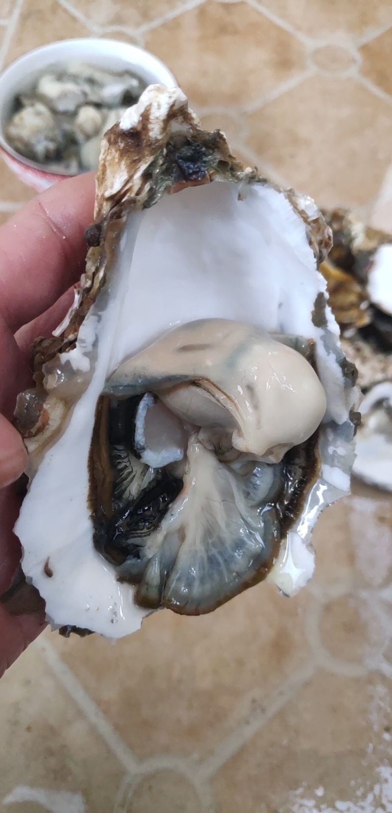 南澳岛黄金三倍体生蚝半壳生蚝鲜活全壳生蚝高压锅生蚝